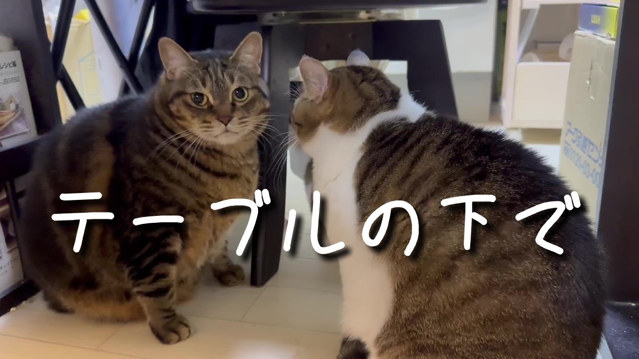 テーブルの下で