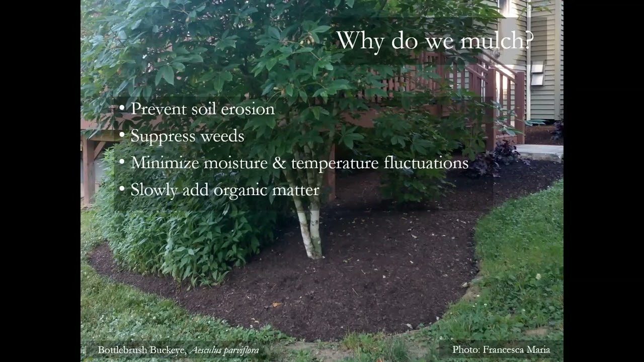 Native Groundcovers: Sustainable, Living Mulch - Randi Eckel