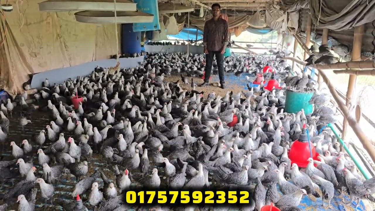 মিশরীয় ফাউমি মুরগি কত মাসে ডিম দেয়, একটানা কত মাস ডিম দেয় ও বছরে কতটি ডিম দেয়?