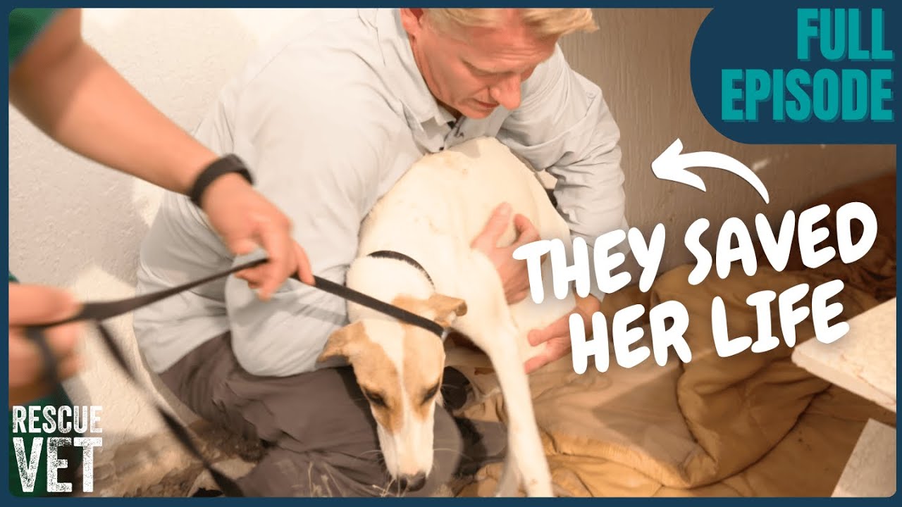 Expats Dump Dogs To Die On The Streets Of Dubai  — Vet travels to Help! | Rescue Vet with Dr Scott