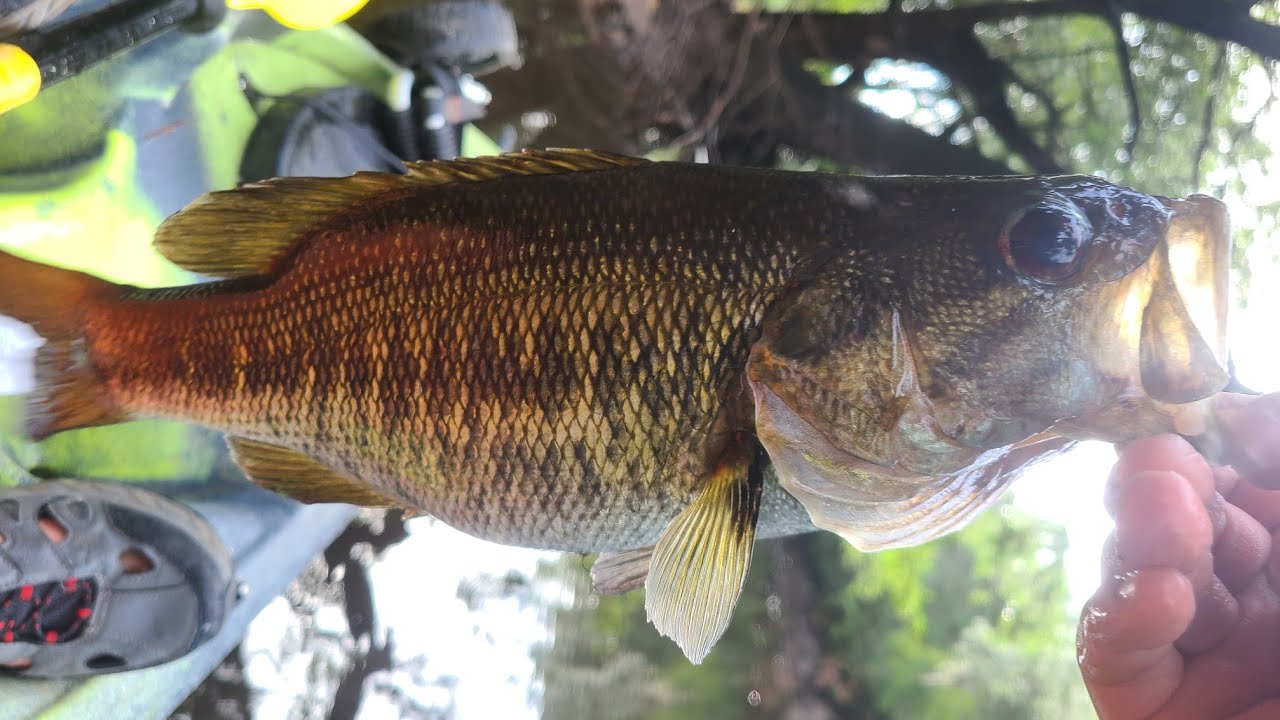 Fishing for Suwanee Bass in Valdosta GA