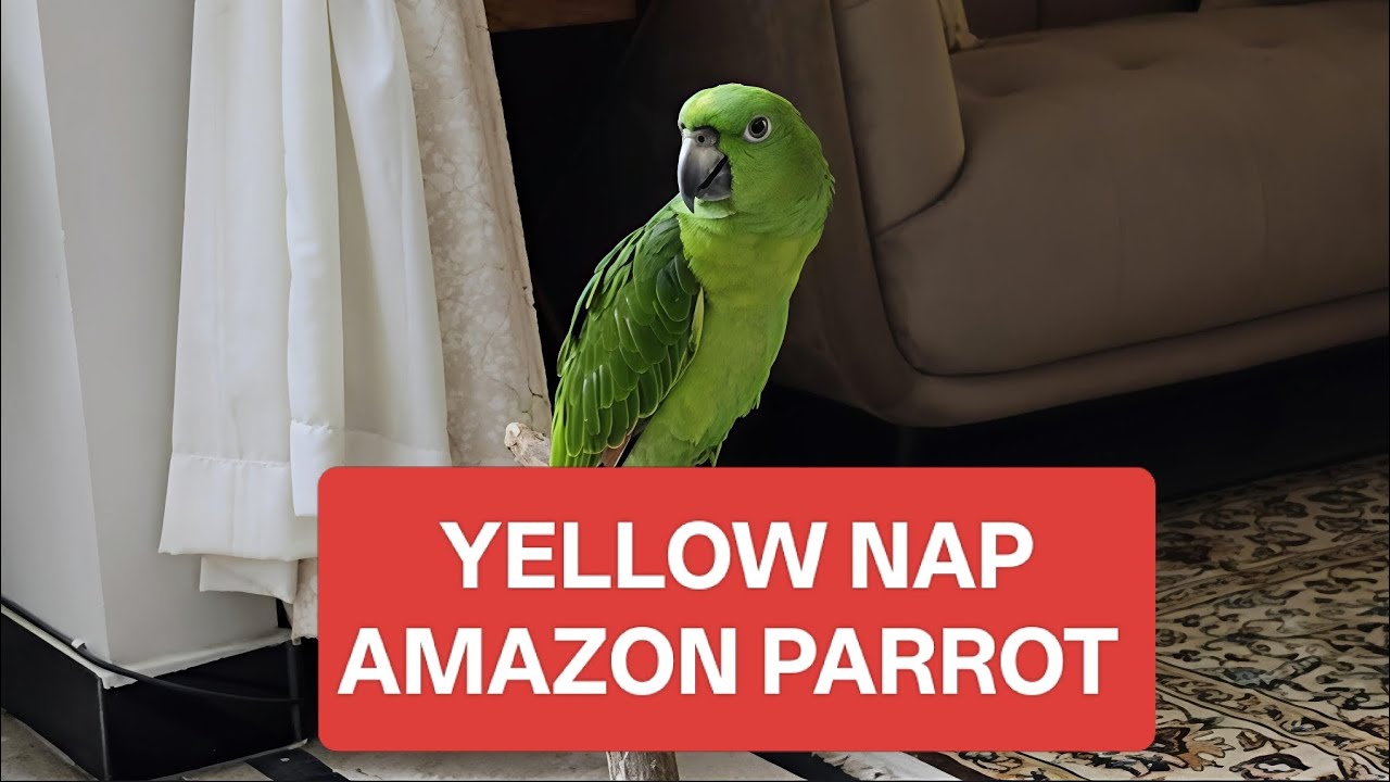MOST EXPENSIVE AMAZON BREED 8 MONTHS TALKING PARROT ONLY I HAVE IN CITY.🙏 😇