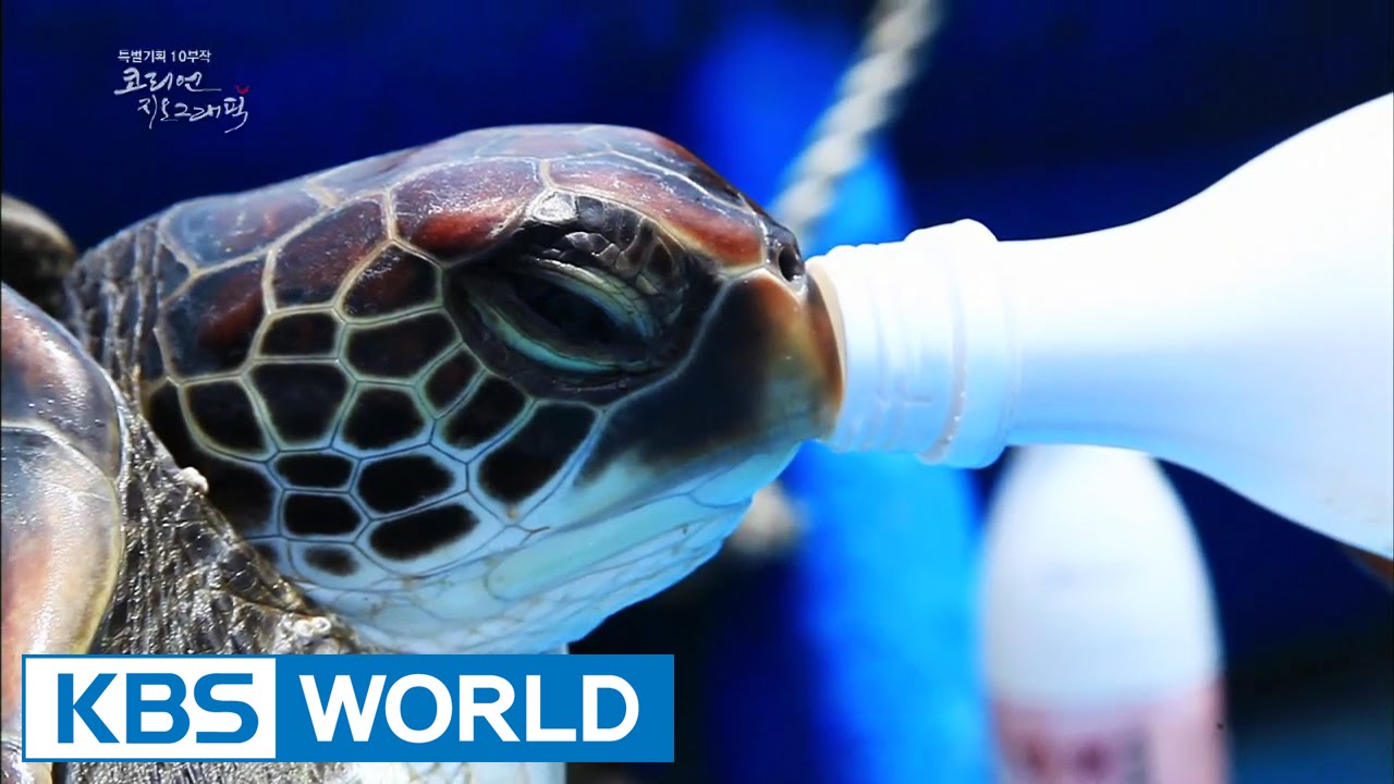 Korean Geographic | 코리언 지오그래픽 - Ep.8 : Female Divers (2014.12.24)