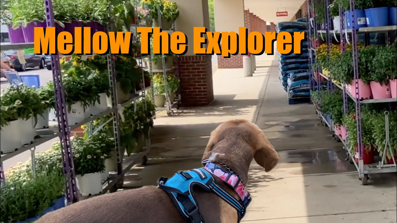 Cute Beagle visits Massachusetts | Part 2