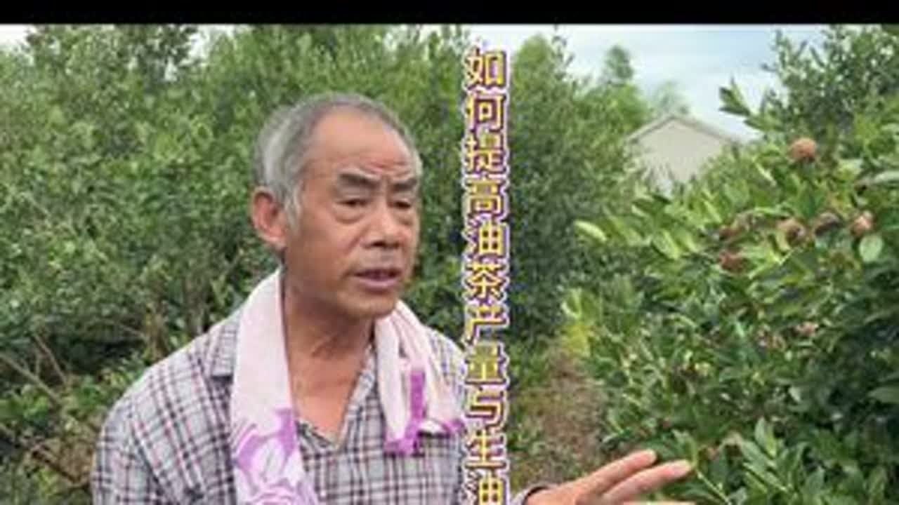 油茶想要产量高，用肥时间很重要！#油茶管理 #油茶种植 #田间地头实操干货 #来抖音学农技 #春耕农技知识