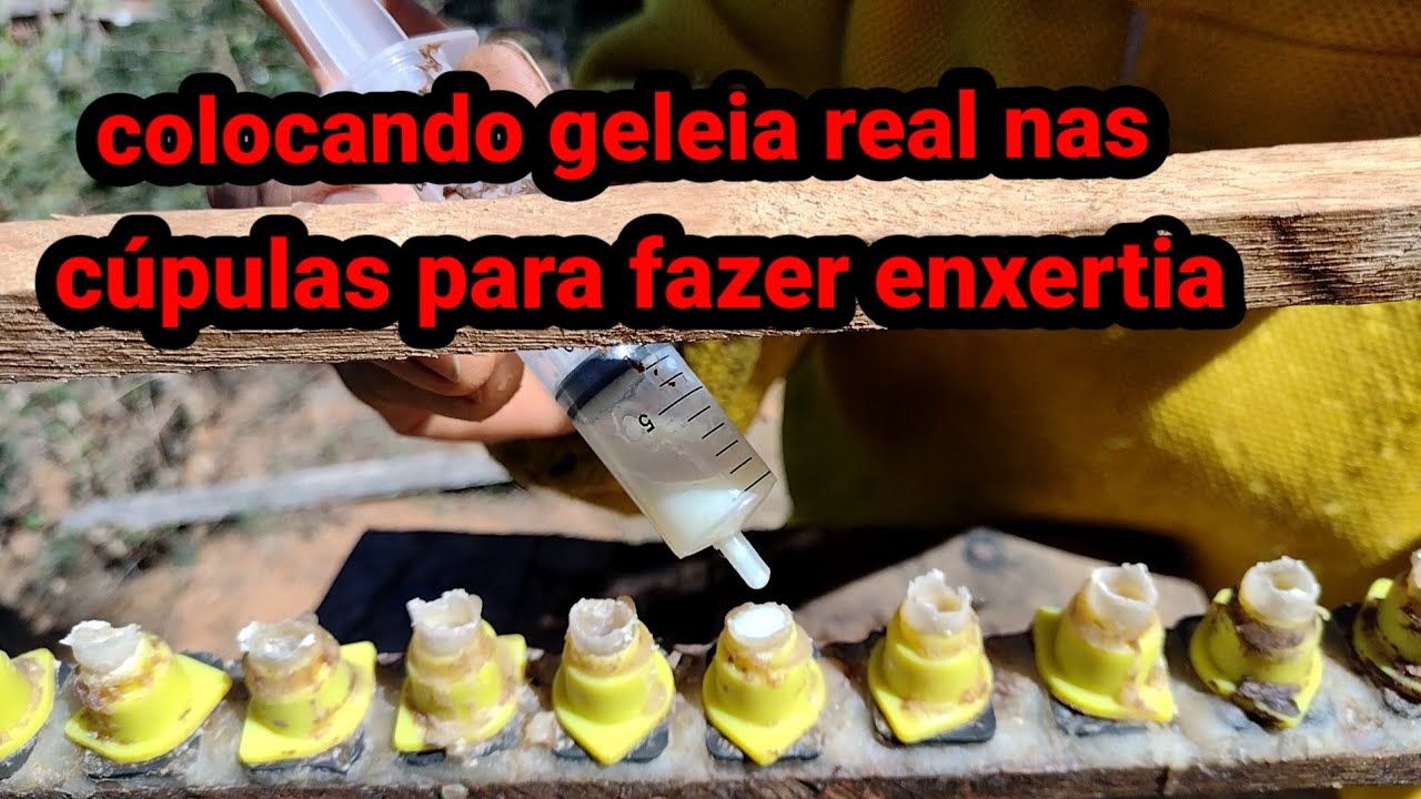 colocando geleia real nas cúpulas 🐝🐝🐝para as larvas serem bem aceitas