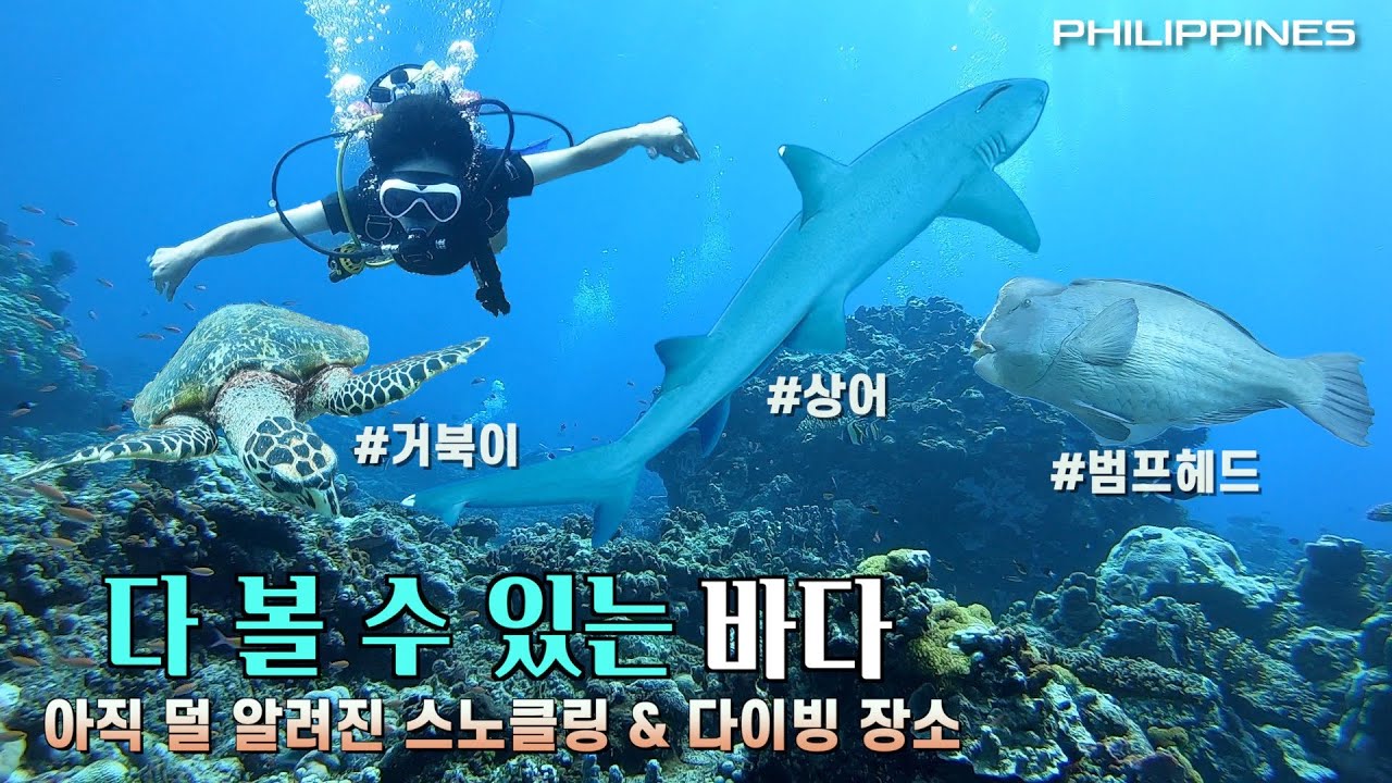 [필리핀] 역대급 스쿠버 다이빙 장소. 지금껏 들어간 바다 중 최고!