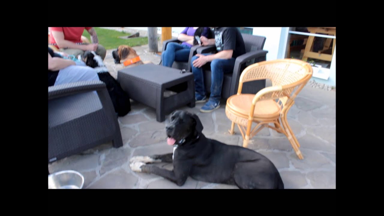 Zraz nemeckych dog / Great Danes