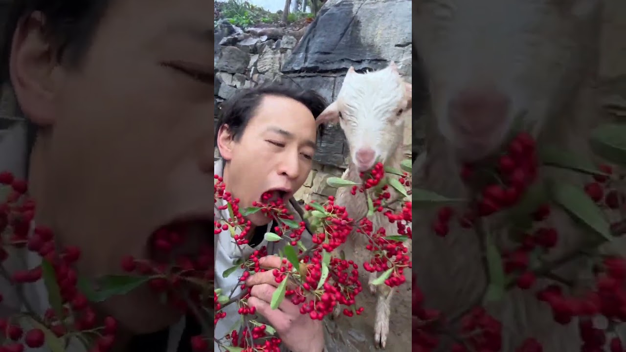 Have you ever tasted this country life without me? Shepherd Boy Little Lamb