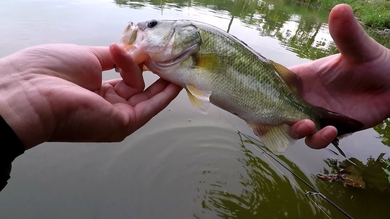 幸福山莊假餌試釣加州鱸(黑鱸)(Bass fishing)(香港釣魚)(Hong Kong fishing)(路亞釣魚)(Lure fishing)
