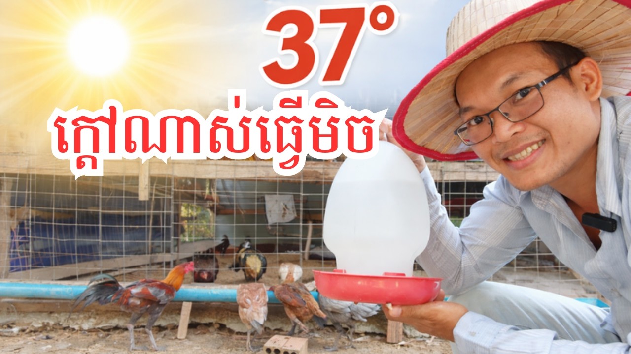 របៀបថែមាន់កុំឱ្យងាប់ក្នុងរដូវក្តៅ