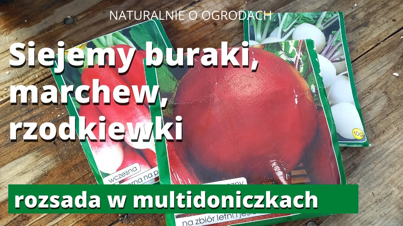 Siejemy buraki, marchew, rzodkiewki w multidoniczkach. Uprawiamy warzywa korzeniowe 