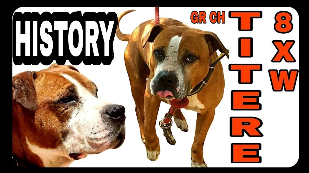 GR CH EL TÍTERE 8xW POR - Dog Fighting History - Pitbull Fighting History #pitbull #bulldog