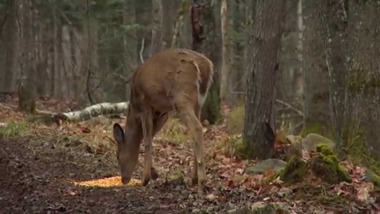Technique d'appâtage en étoile pour la chasse au chevreuil