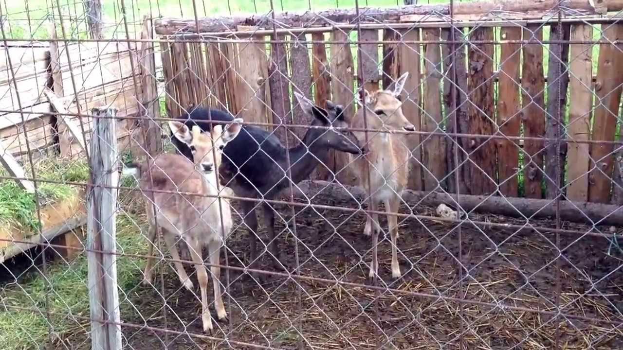 Kaproll lapatar ne antika zoo