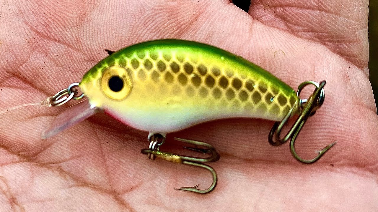 Bitsy minnow Bass