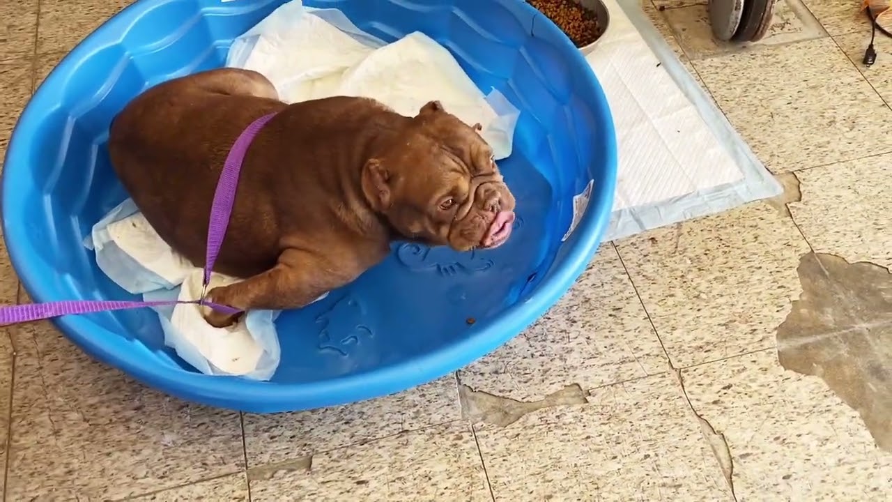 Taking Care of $50,000 Exotic Bully Puppies Whelping