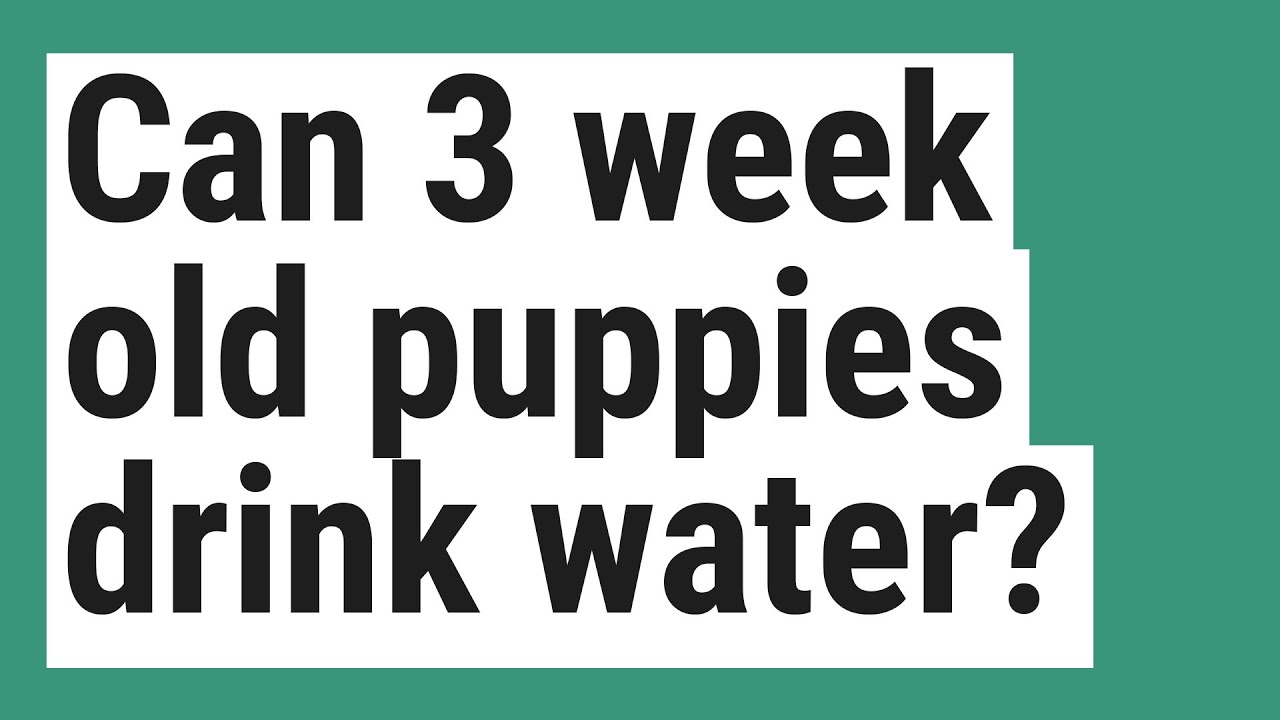 Can 3 week old puppies drink water?