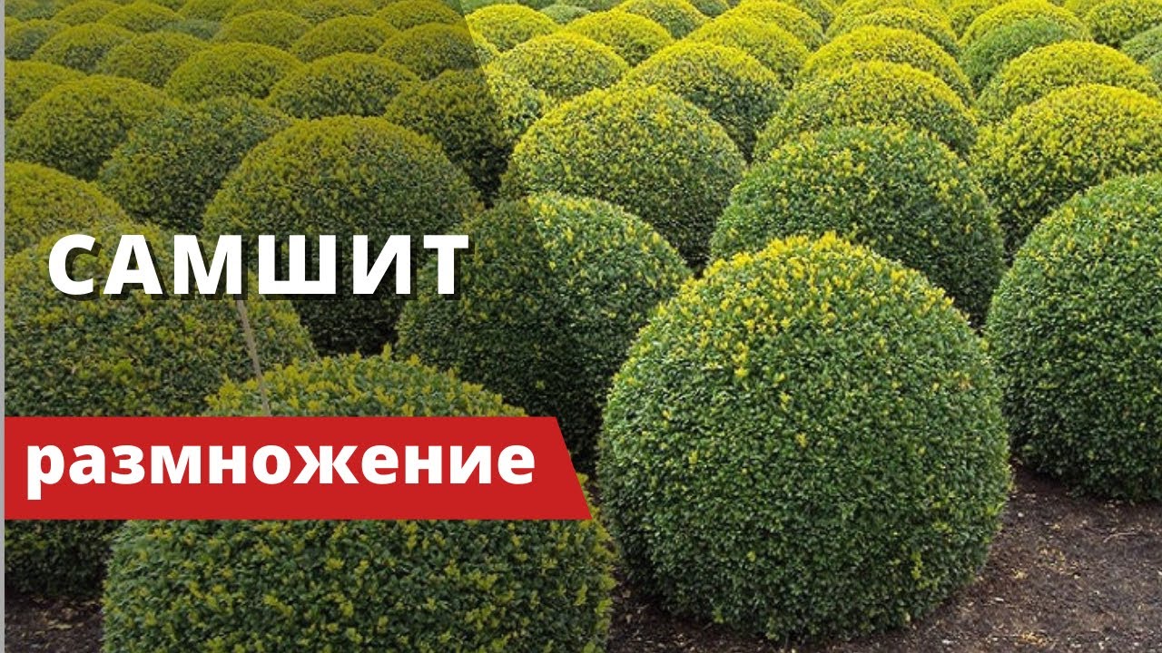 САМШИТ (БУКСУС - BUXUS) - или 