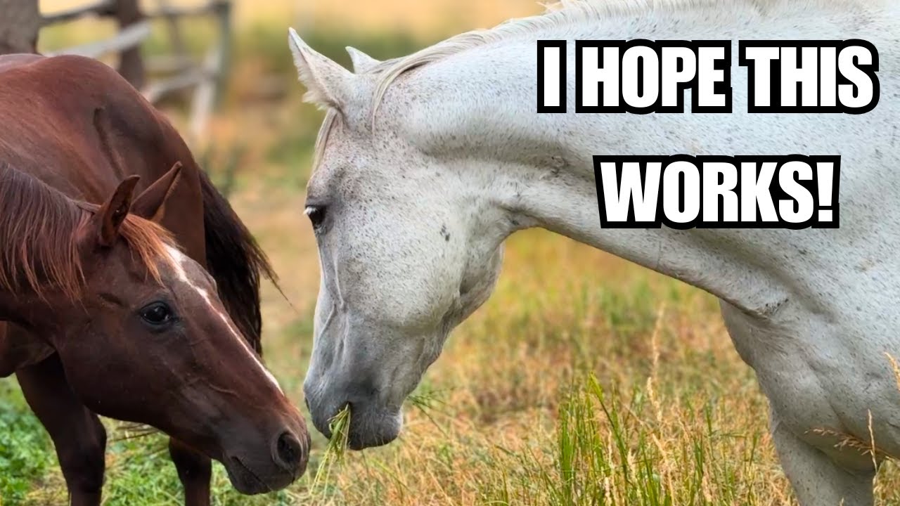 Senior Auction Horse joins the herd ❤️ This is what rescue is all about!