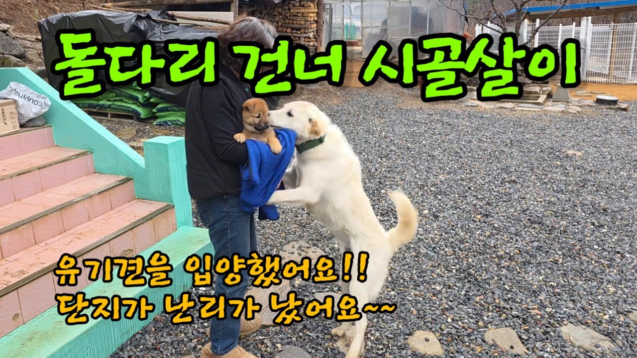 유기견 입양 했어요.이름이 뭘까요?ㅣ새 집 만들기 ㅣ풀과의 전쟁 시작