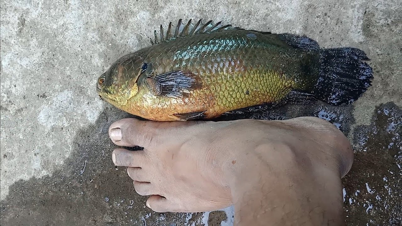 BIGGEST ANABAS FISH KERALA
