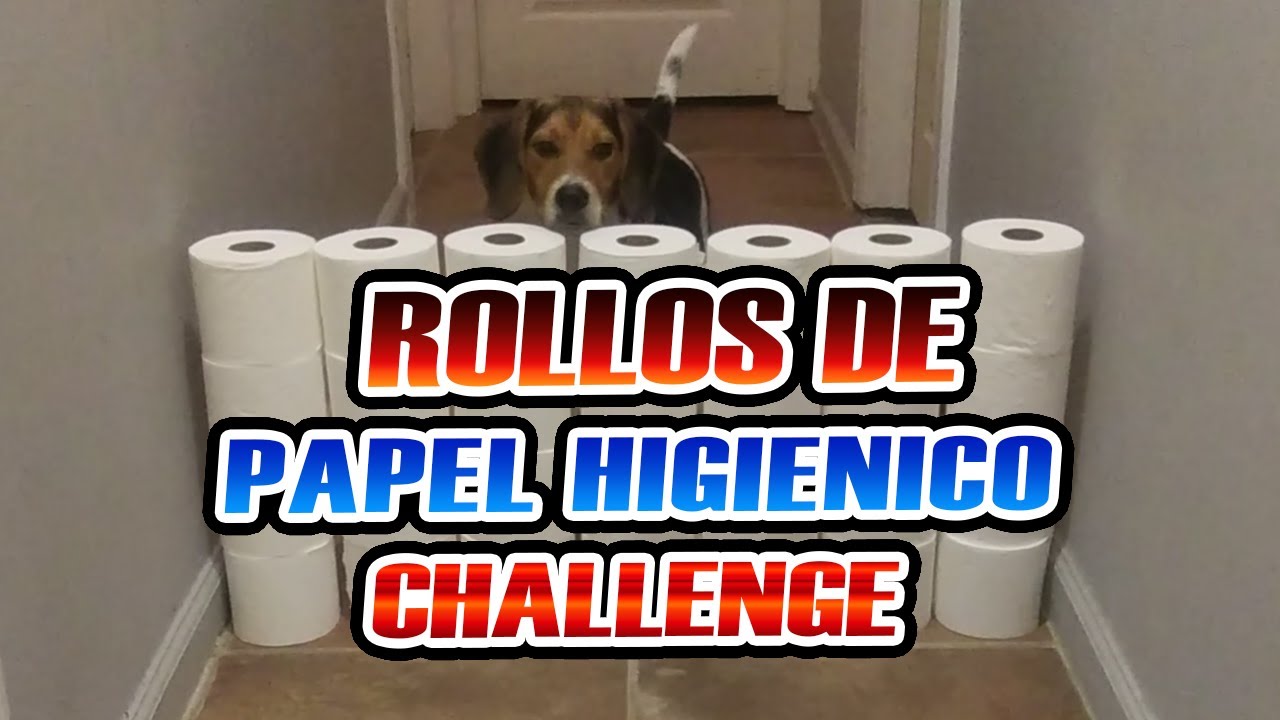 Perro y Gato Vs Rollos De Papel Higienico Challenge