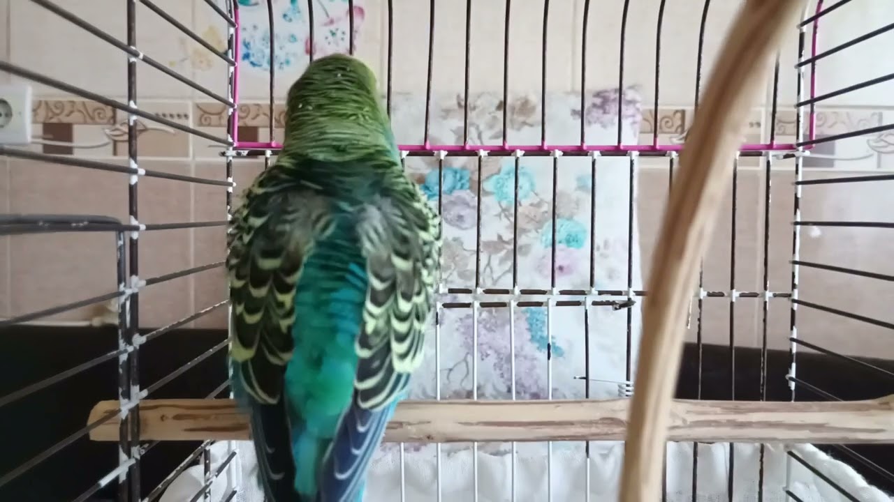 Kuşunuzu Mutluluktan Çıldırtacak Sesler , muhabbet kuşu sesi , Muhabbet kuşu alıştırma sesi ,