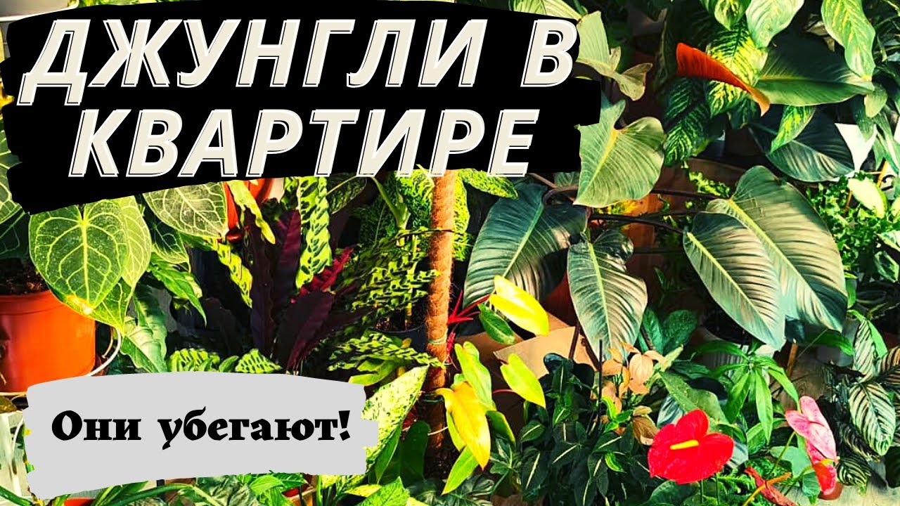Филодендроны потерялись в ДЖУНГЛЯХ/Филодендрон Патриция!
