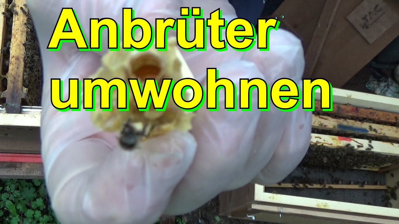 Anbr&uuml;ter umwohnen