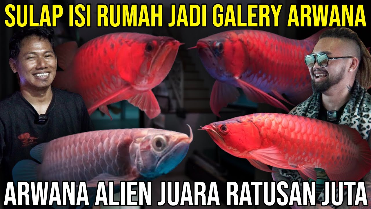 SULAP ISI RUMAH JADI GALERY ARWANA ALIEN JUARA RATUSAN JUTA | DASTAN AROWANA #KINGOFTHEJUNGLE