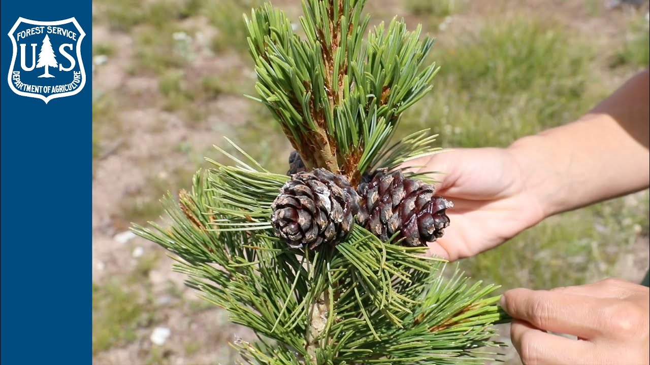 Whitebark Pine at Little Bear Seed Orchard, Custer Gallatin National Forest, Montana