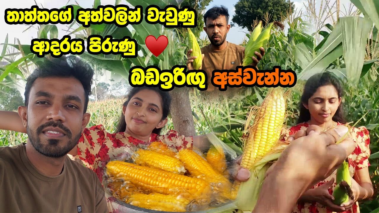 තාත්තගේ අත් දෙකෙන් වැවුණු, ආදරය පිරුණු බඩඉරිඟු අස්වැන්න ❤️🌽 | Village Vlog | Family Time in Village