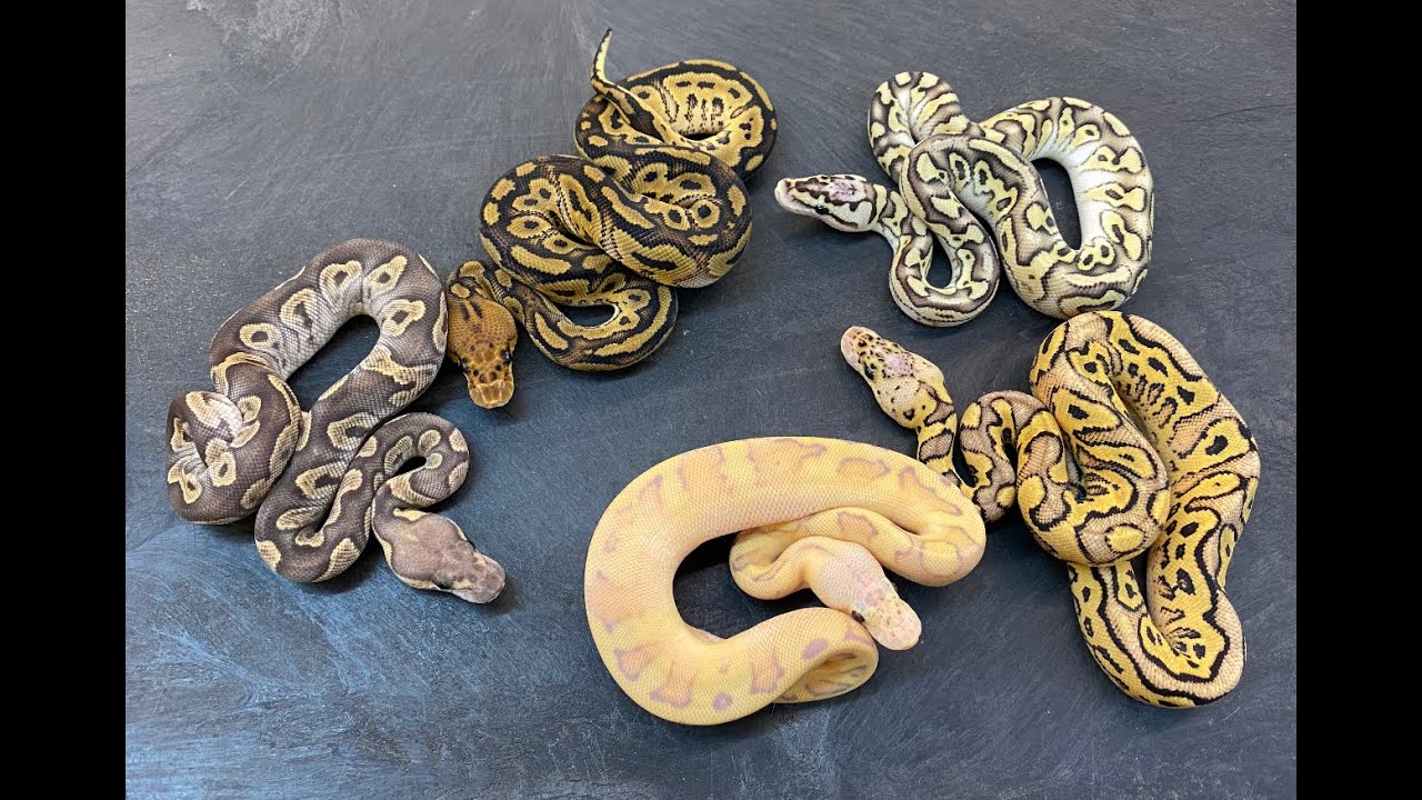 Insane Clown combos-  Bongo, GHI, Calico, G-Stripe, and Cryptic/Cryptons!