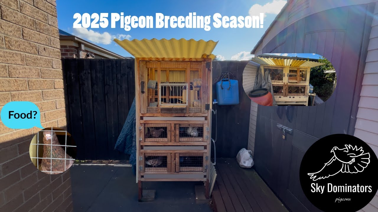 Oriental Roller Pigeons 2025 Breeding Season!