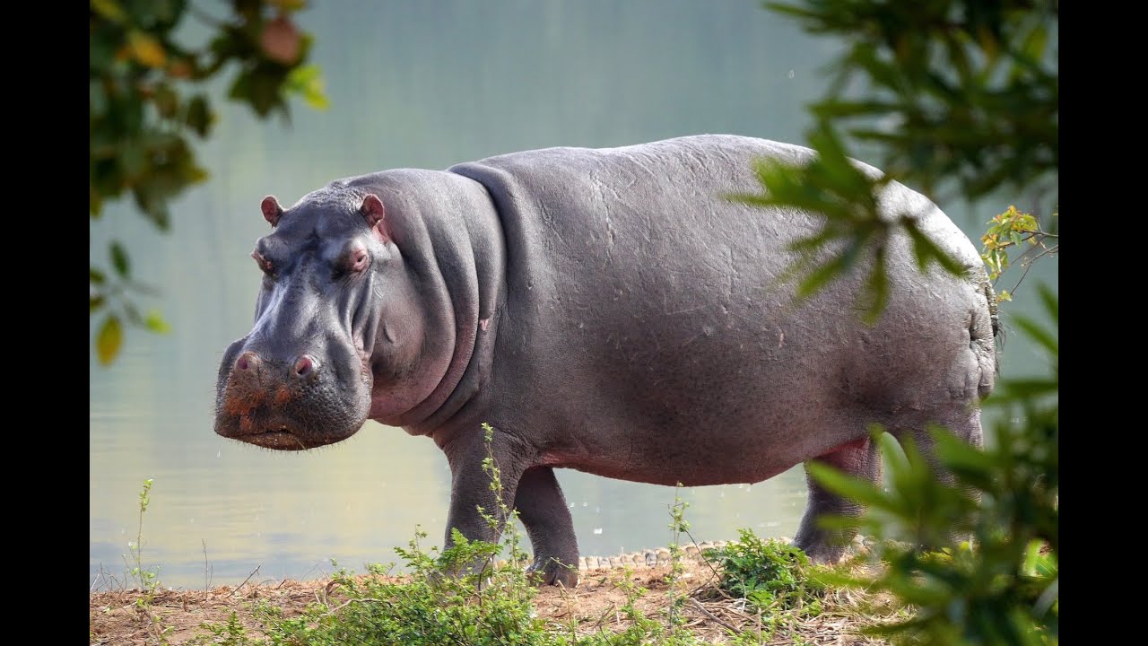 Играем за HIPPO