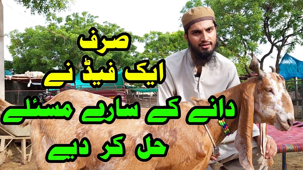 One Feed Solution for Goats Food by Gulabi Goats Farm | Cattle Market Karachi