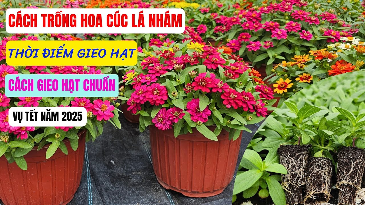 Thời điểm gieo và cách gieo cúc lá nhám vụ tết 2025
