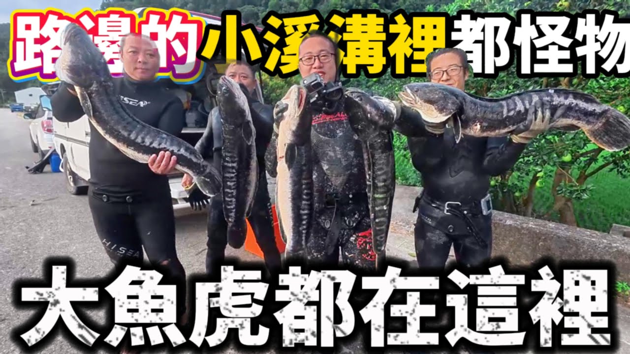 夭壽啊 原來怪物魚虎都躲在這 大路邊的小溪水溝 裡面滿滿怪物魚虎嚇死人 隻隻破米 魚虎5吃料理吃起來竟然像石斑!?神級美味！？@b376281