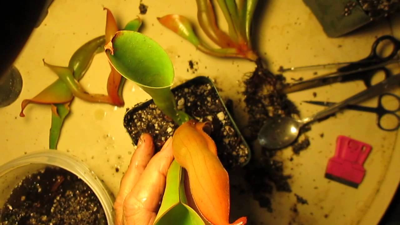 How I Divide Heliamphora