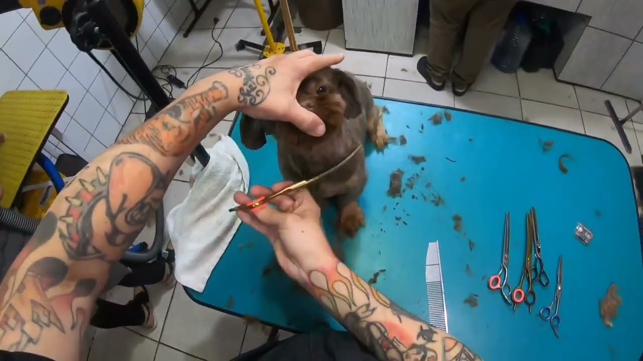 PARTE 2 - Tosa do Shih tzu com a lâmina 7fc bem baixa  ensinando o passo a passo. 