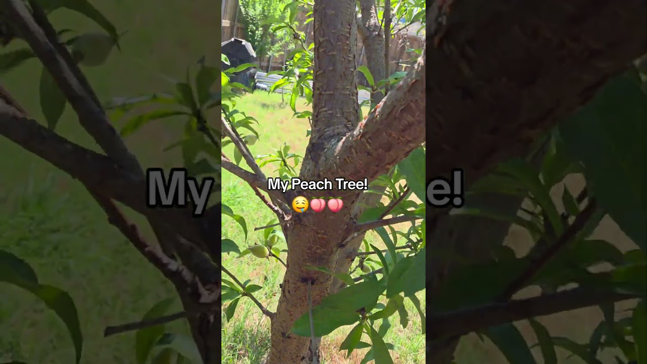 Mein Pfirsichbaum! 🍑 #trending #shorts #peach #fruit #spring #garden #gardening