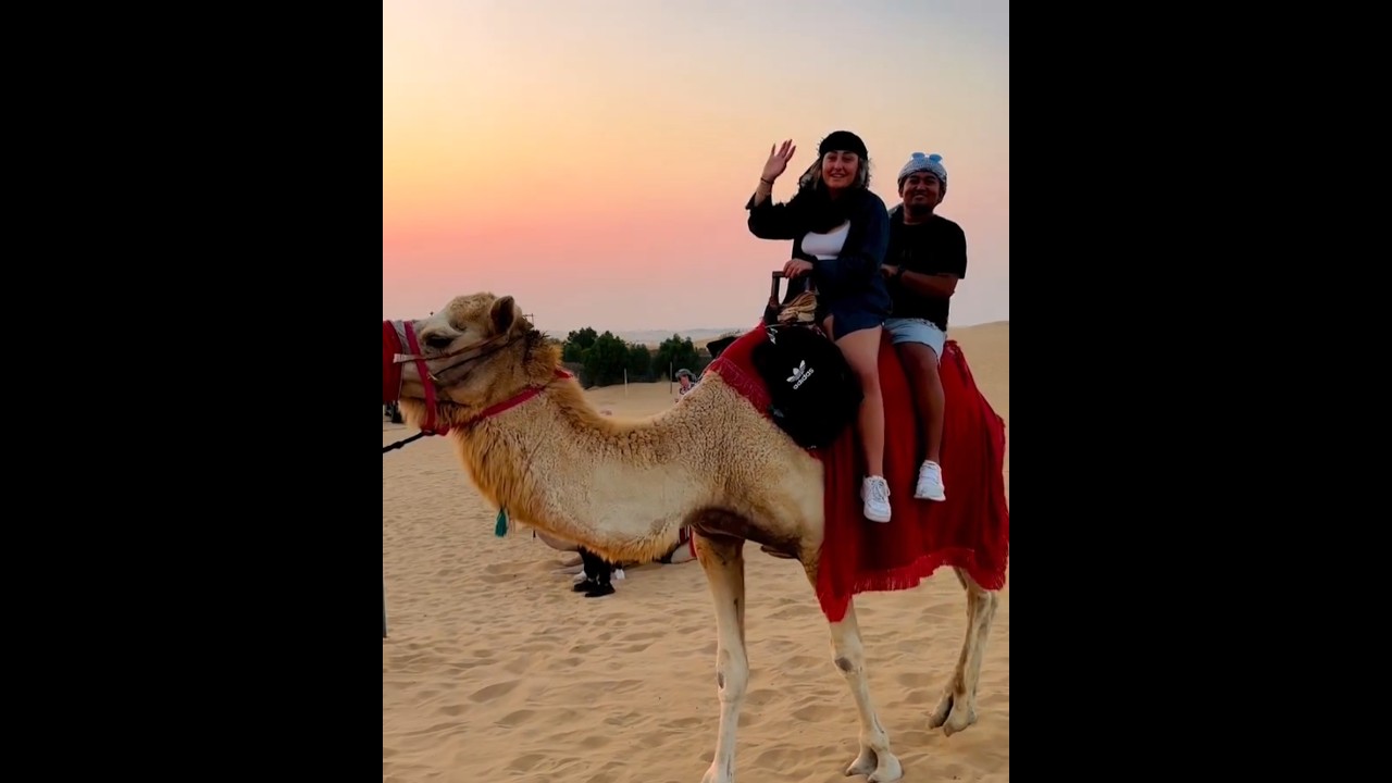 Desert Safari Dubai Camel Ride. Come & Book with us #camelride