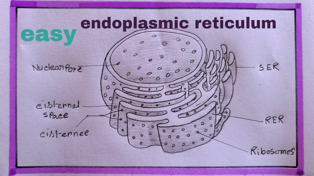 how to draw endoplasmic reticulum step by step