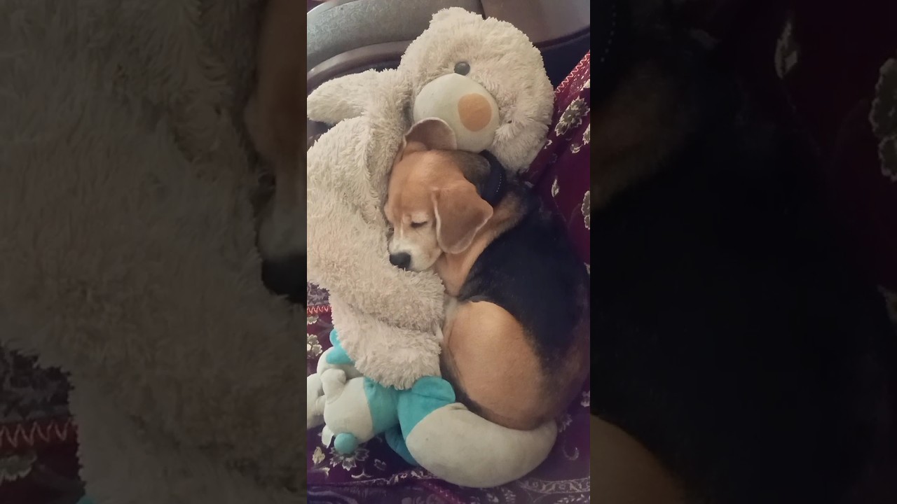 Guess which toy is my favourite 
