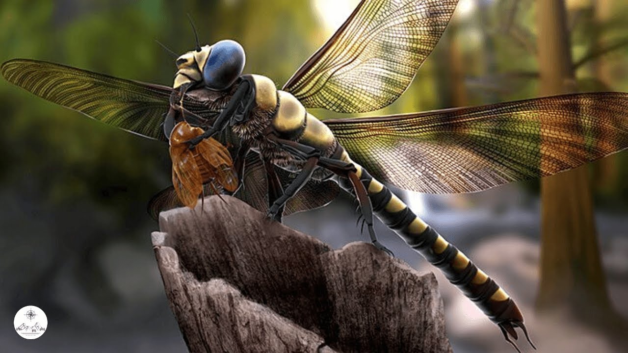 Meganeura - The Largest Insect In The History Of The World