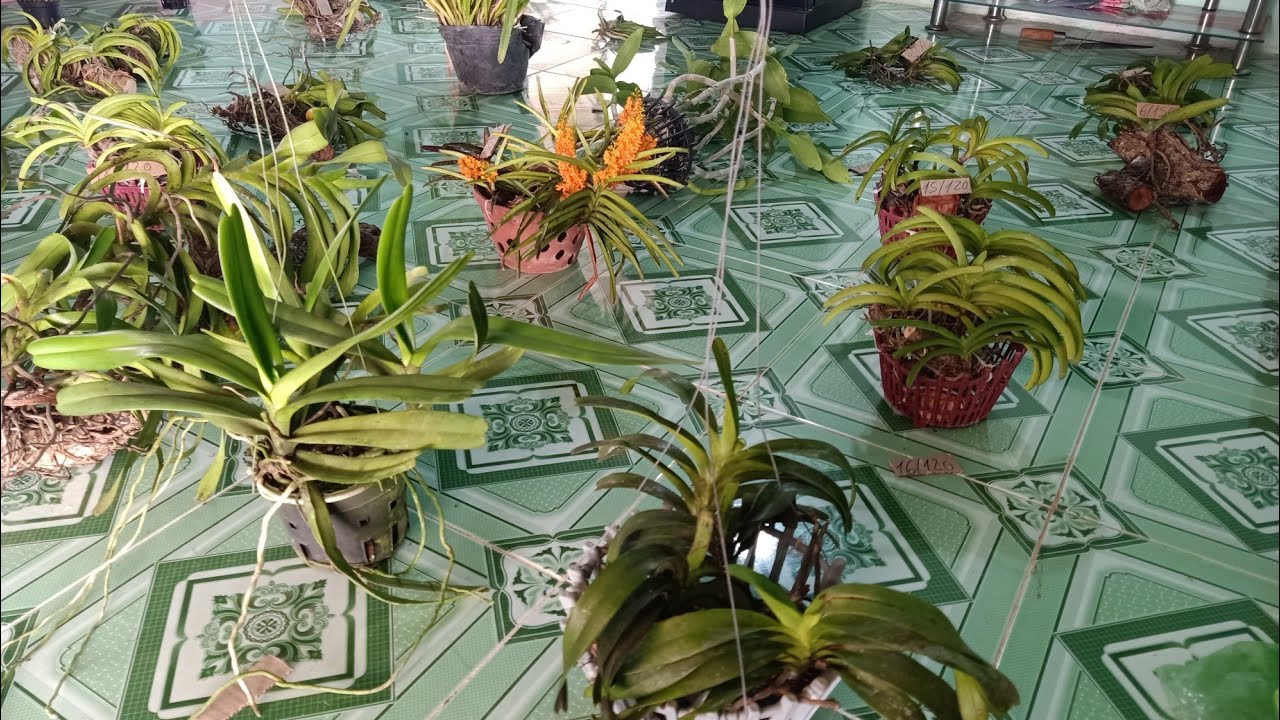 lan rừng Bình Thuận LH 0363555539 Zalo 0586784472 ngày 10/4#lanrừnggiárẻ #tabthịnhhànhphonglanrung