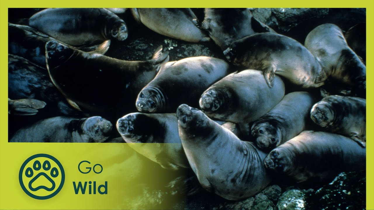 Macquarie Island - Island Life 2/6 - Go Wild