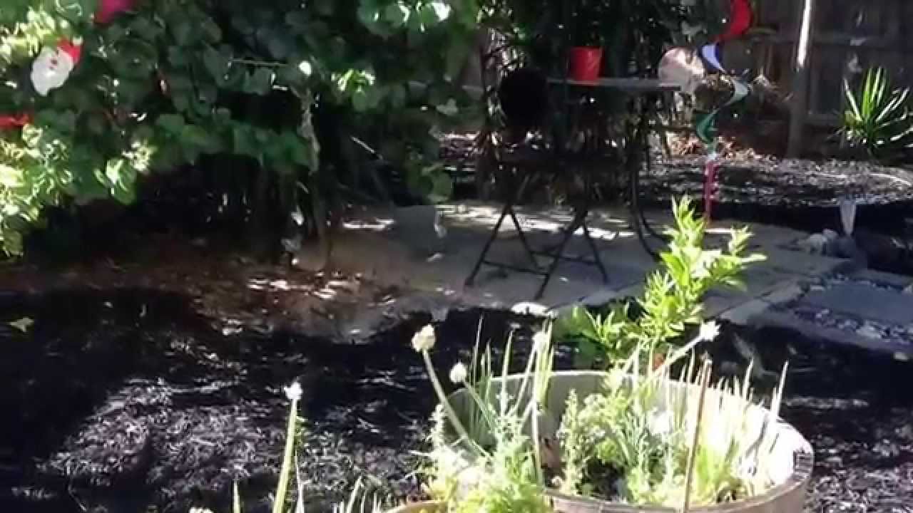 Resort-style backyard