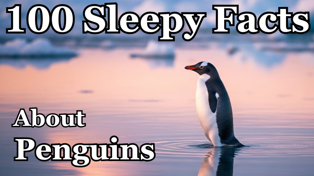 The Most Relaxing Facts About Penguins to Fall Asleep to